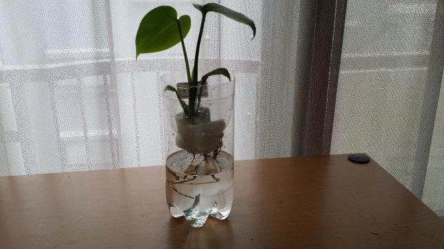 100円ショップのジェリーボールを使って観葉植物やハーブを室内で育ててみる | kako blog