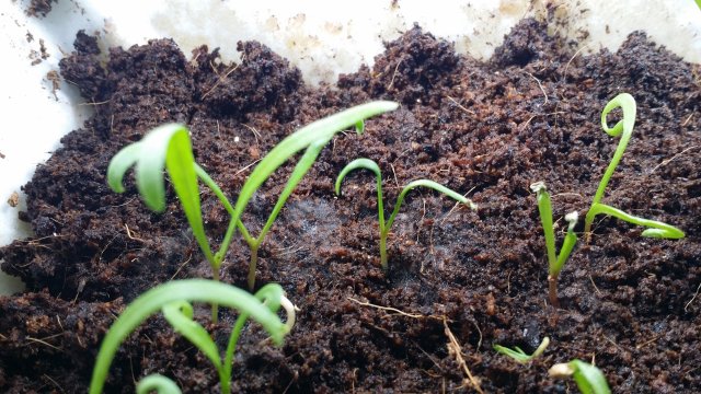 パーム土での水耕栽培でカビが発生するので カビ対策の薬を使ってみた Kako Blog